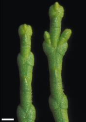 Veronica cupressoides. Leafy branchlet. Scale = 1 mm.
 Image: W.M. Malcolm © Te Papa CC-BY-NC 3.0 NZ